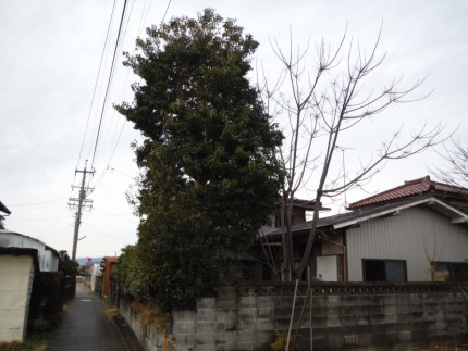 岐阜市の庭木伐採