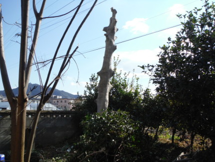 岐阜市の庭木伐採