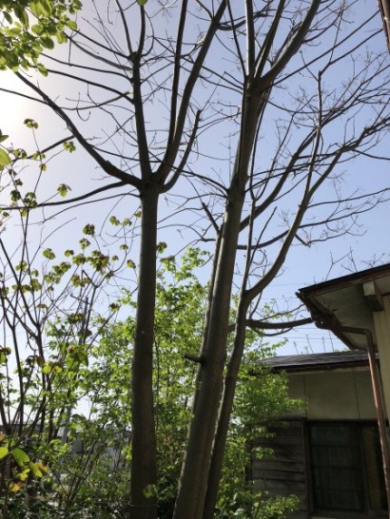 岐阜市｜庭木の伐採