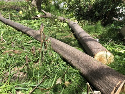 岐阜市｜庭木チェンソ-伐採