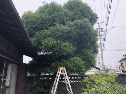 着工前｜岐阜市の庭木伐採