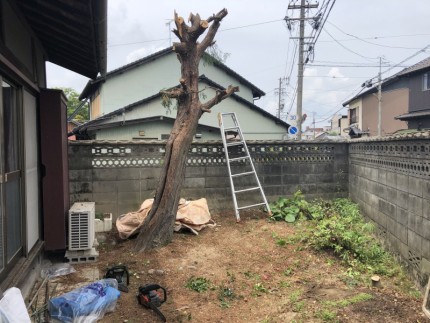 次は太い幹を切り倒します｜岐阜市の庭木伐採
