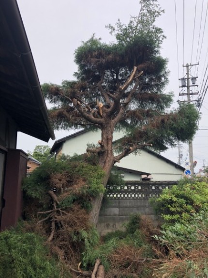 上部半分くらい枝葉を落としました｜岐阜市の庭木伐採
