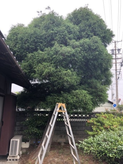 着工前｜岐阜市の庭木伐採