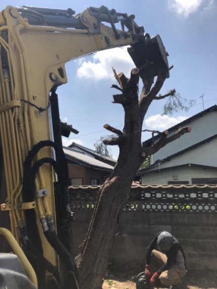 幹をワイヤーで吊りながら、太い幹を切り倒します｜岐阜市の庭木伐採