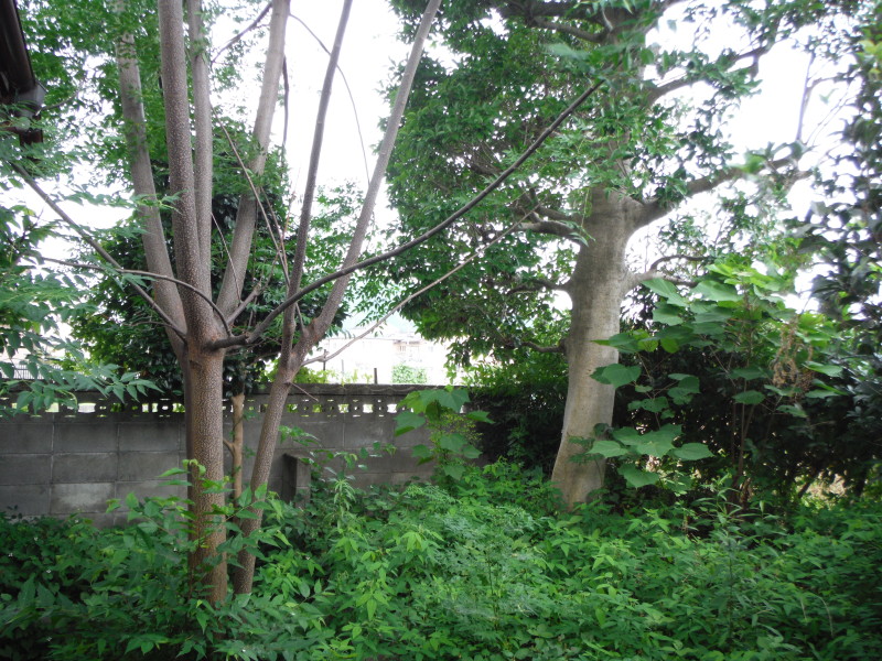 岐阜県岐阜市の庭木伐採お見積り調査