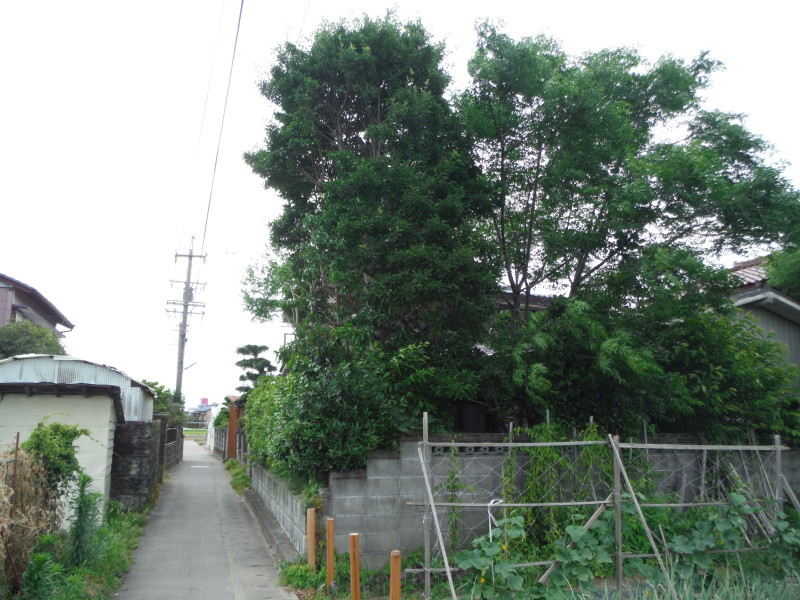 岐阜市の庭木の伐採