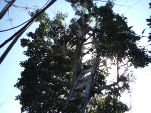 庭木伐採が完工