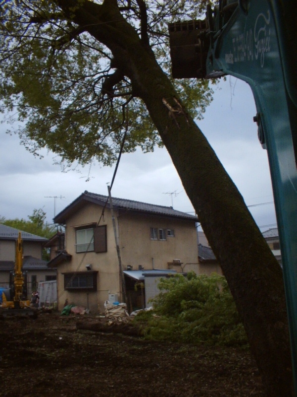 名古屋市の庭木伐採
