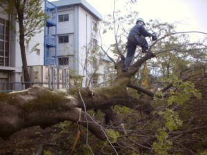名古屋の伐採