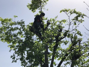 岐阜市の庭木の伐採工事チェンソーで手作業【2日間26万円】