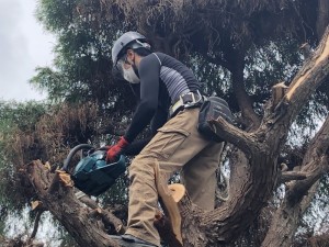 岐阜市の庭木の伐採工事【木の登りチェンソーで切断】