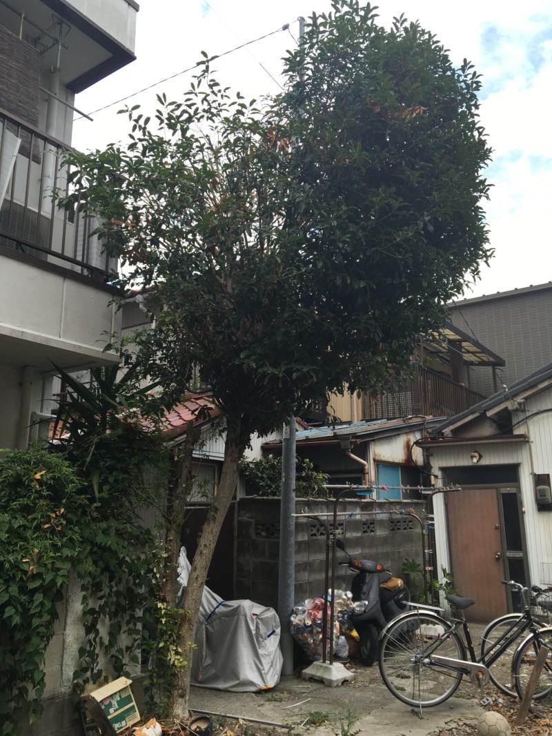 名古屋市北区の庭木の伐採処分