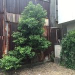 名古屋市北区の庭木2本チェンソーで伐採処分【1日作業6万円】