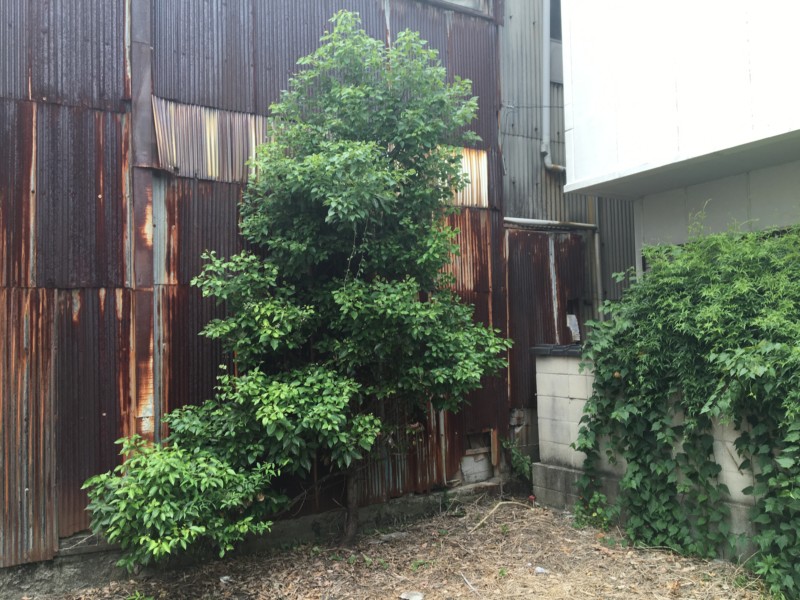 名古屋市北区の庭木2本チェンソーで伐採処分【1日作業6万円】